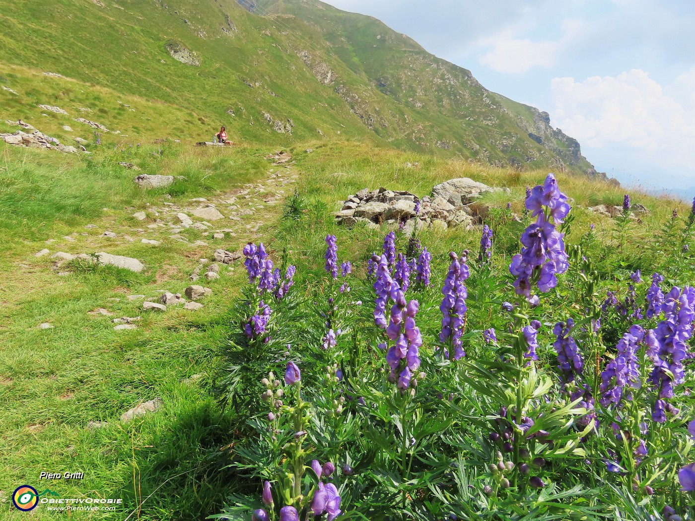 74 Aconitum napellus (Aconito napello) .JPG